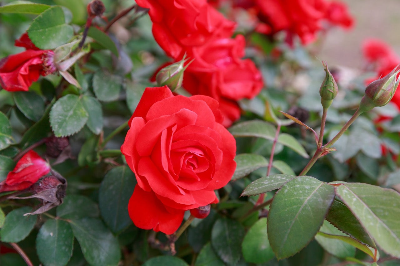 roses red pink plants