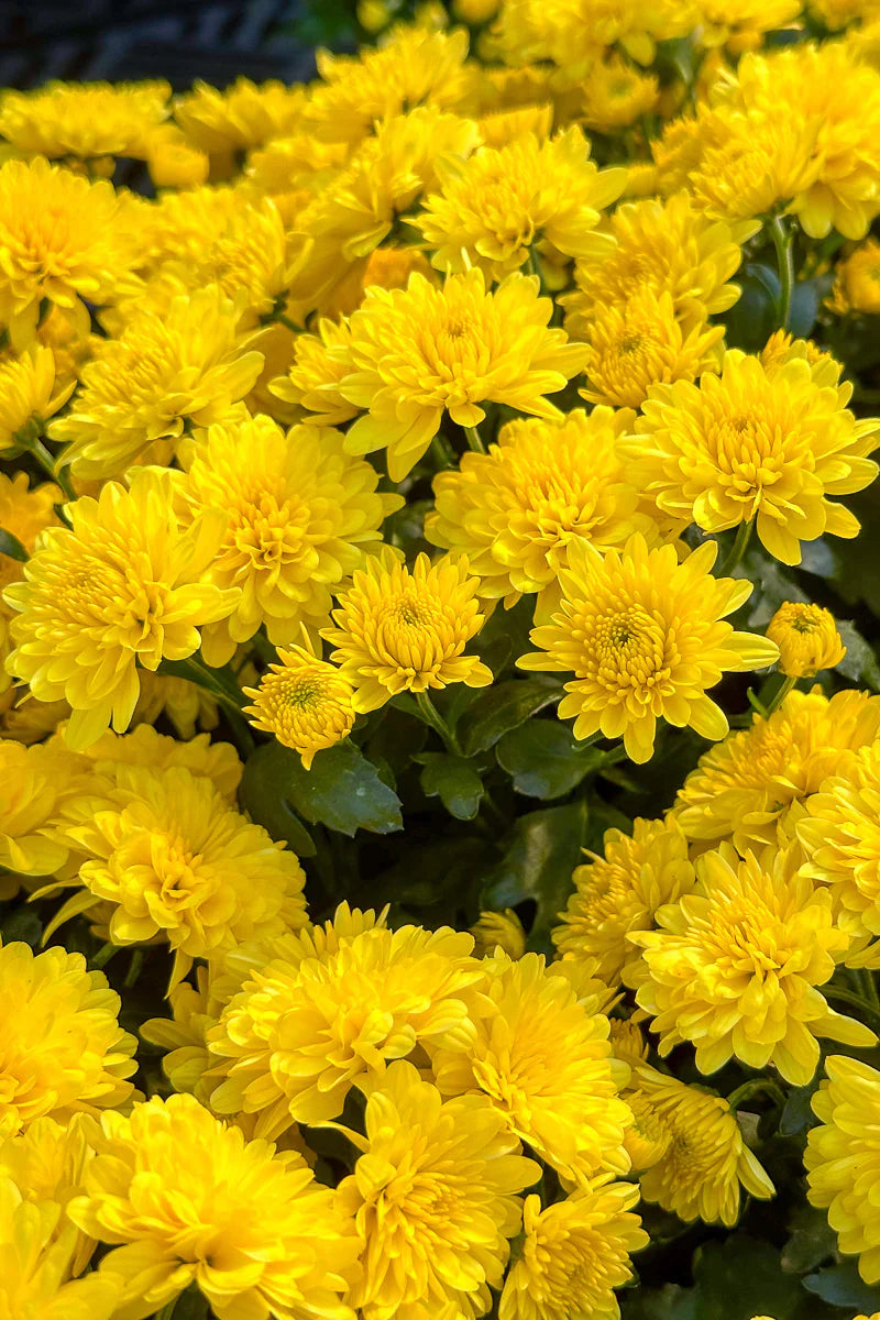 September Gardening To-Do List