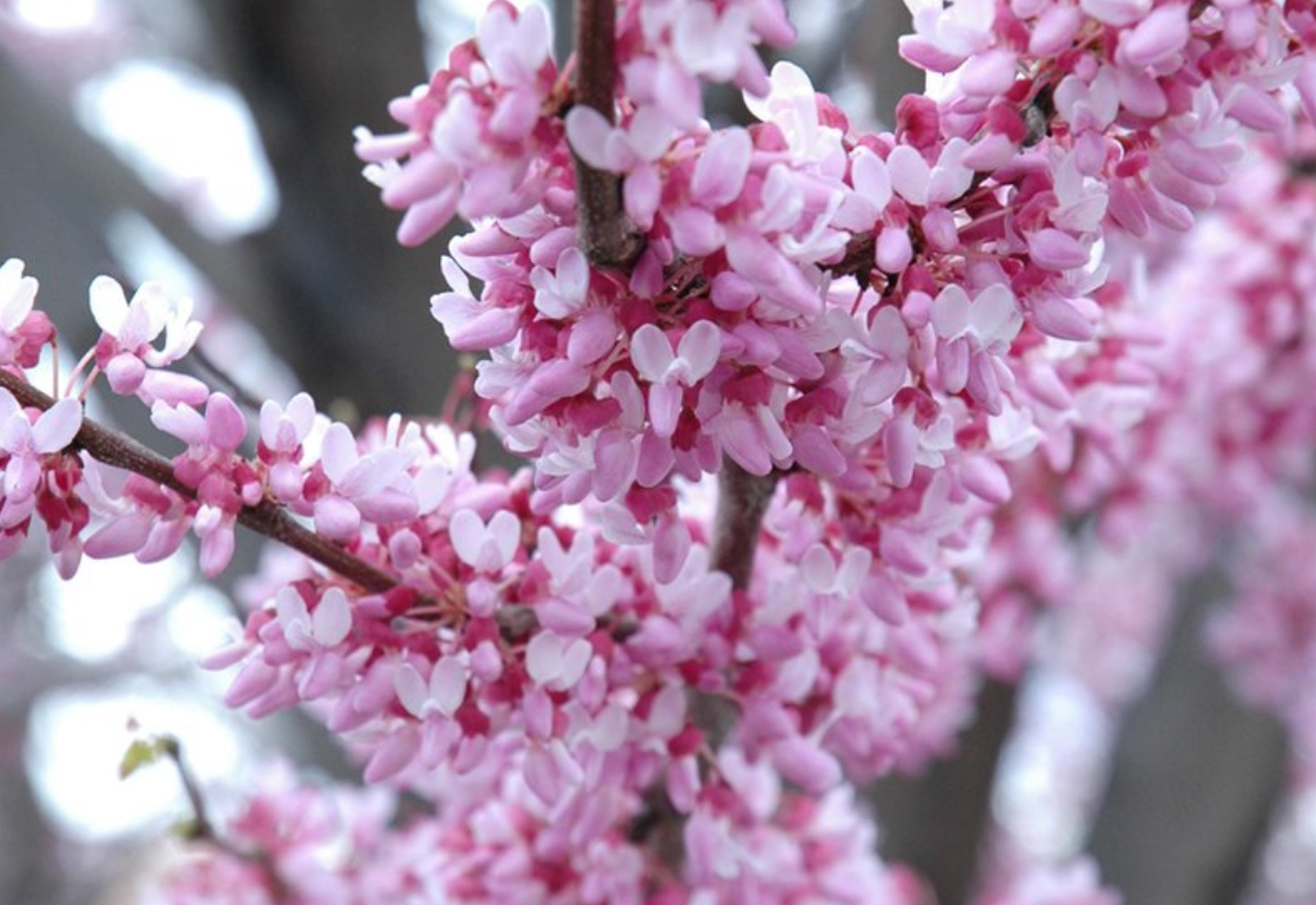 Redbud | A Burst of Spring Beauty
