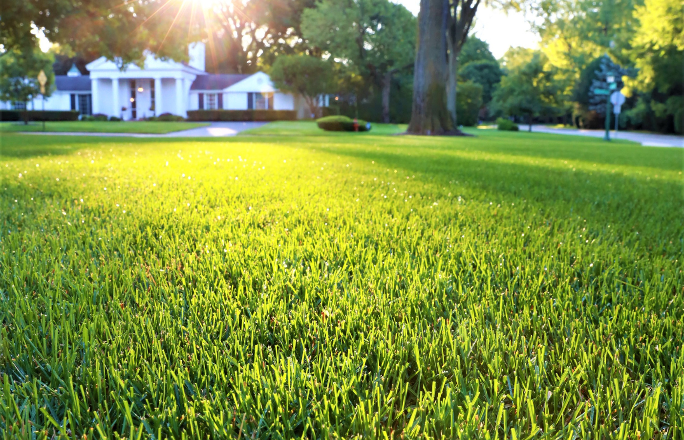 Fall Lawn Care: The "-eeds of September" for Cool-Season Lawns
