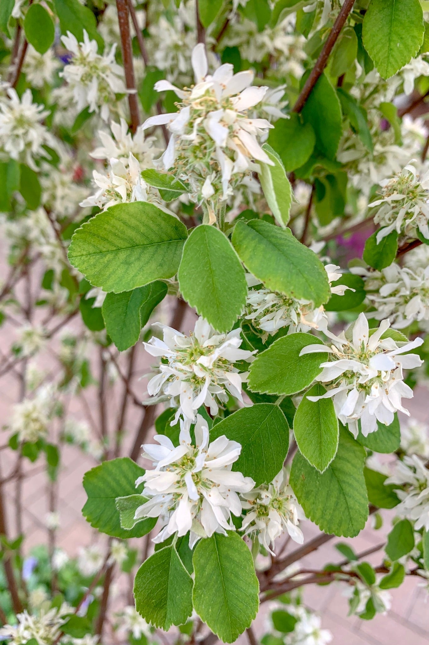 Blooming Into a More Sustainable Future