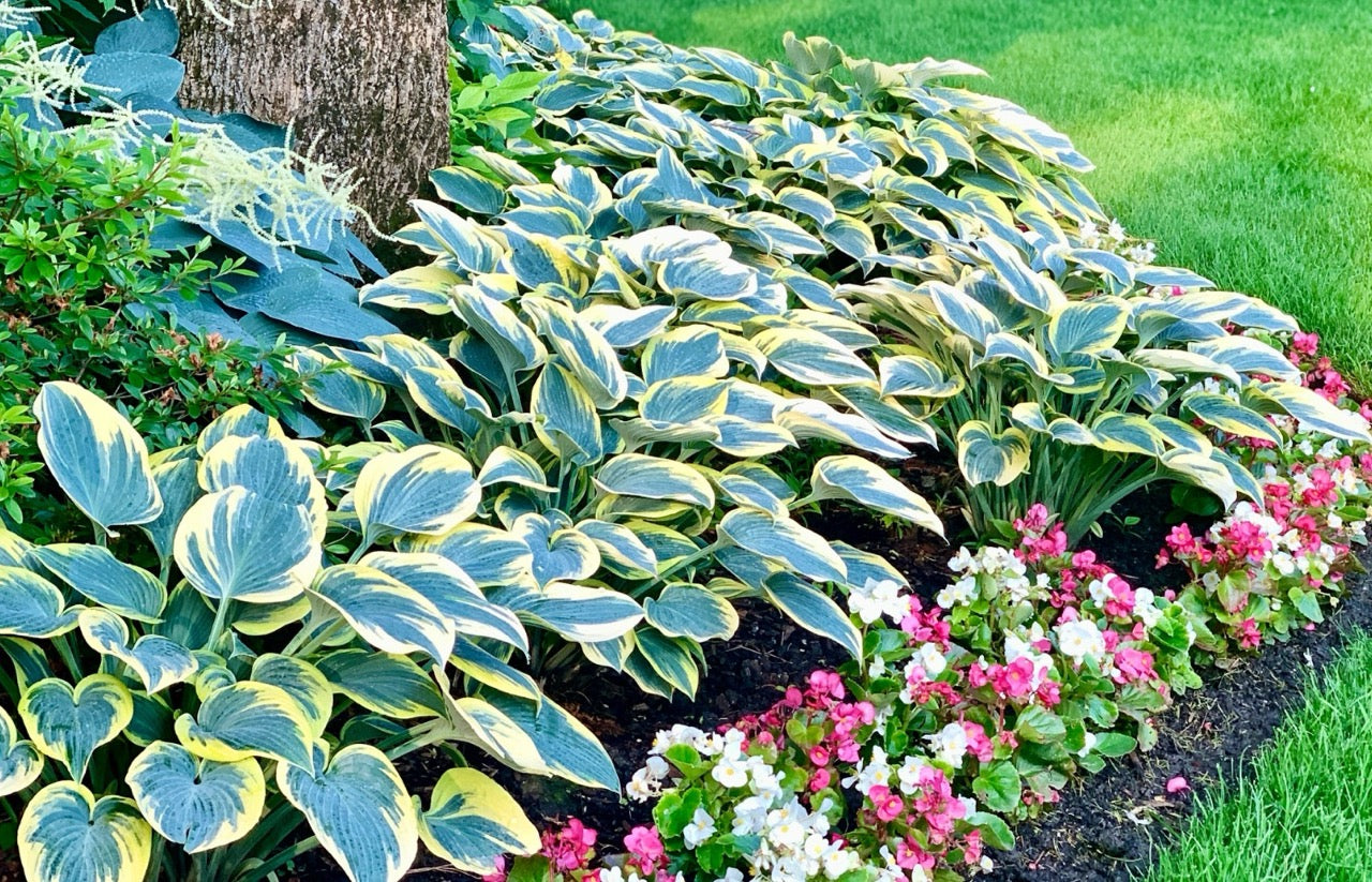 hosta landscape design 