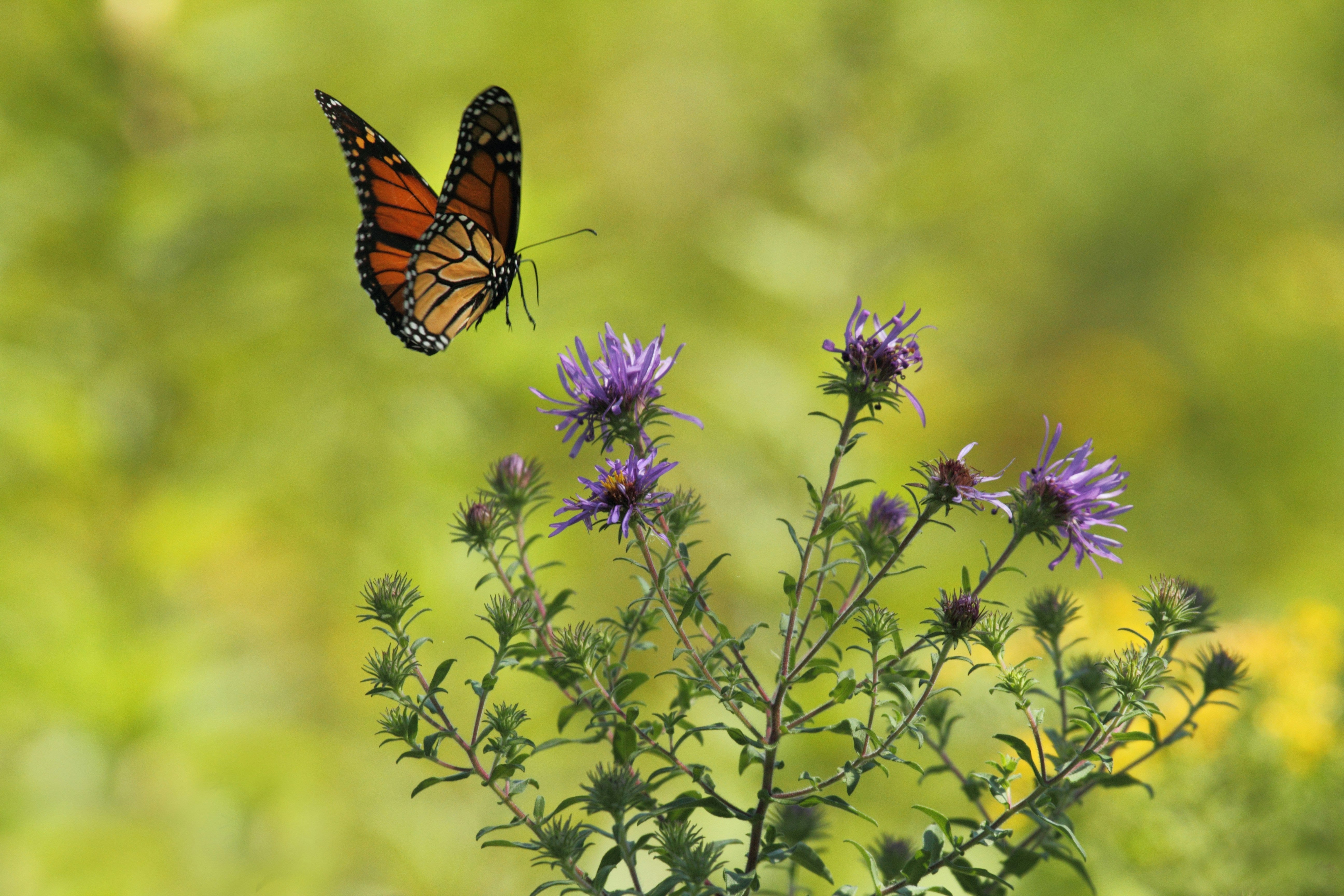 butterly on thistle