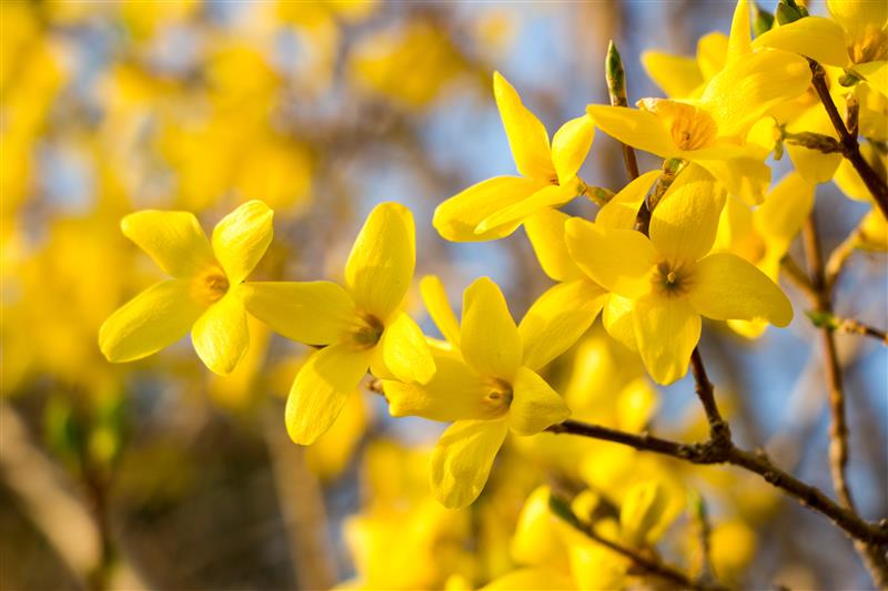 April Gardening To-Do List: Prepping the Garden for Spring