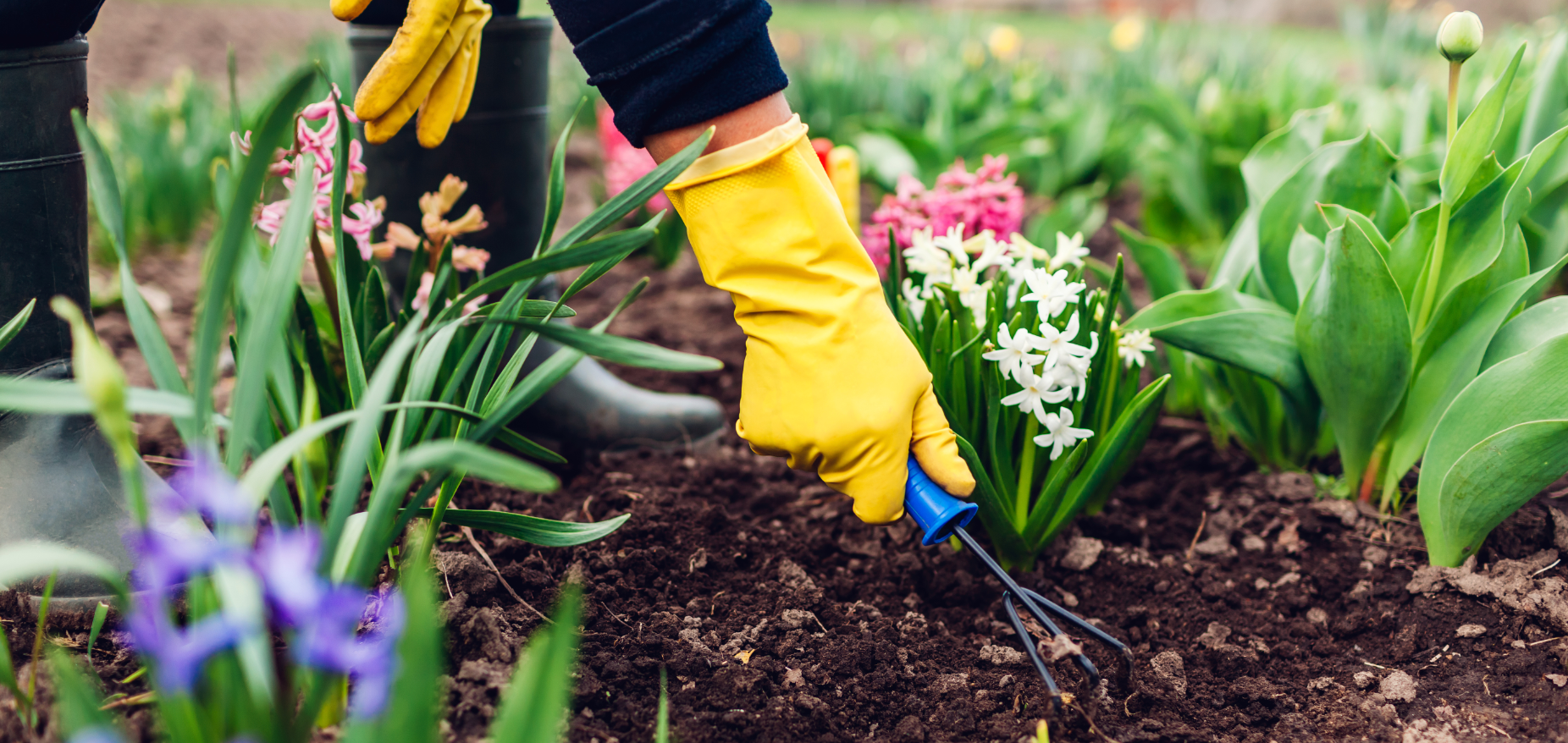 spring gardening 