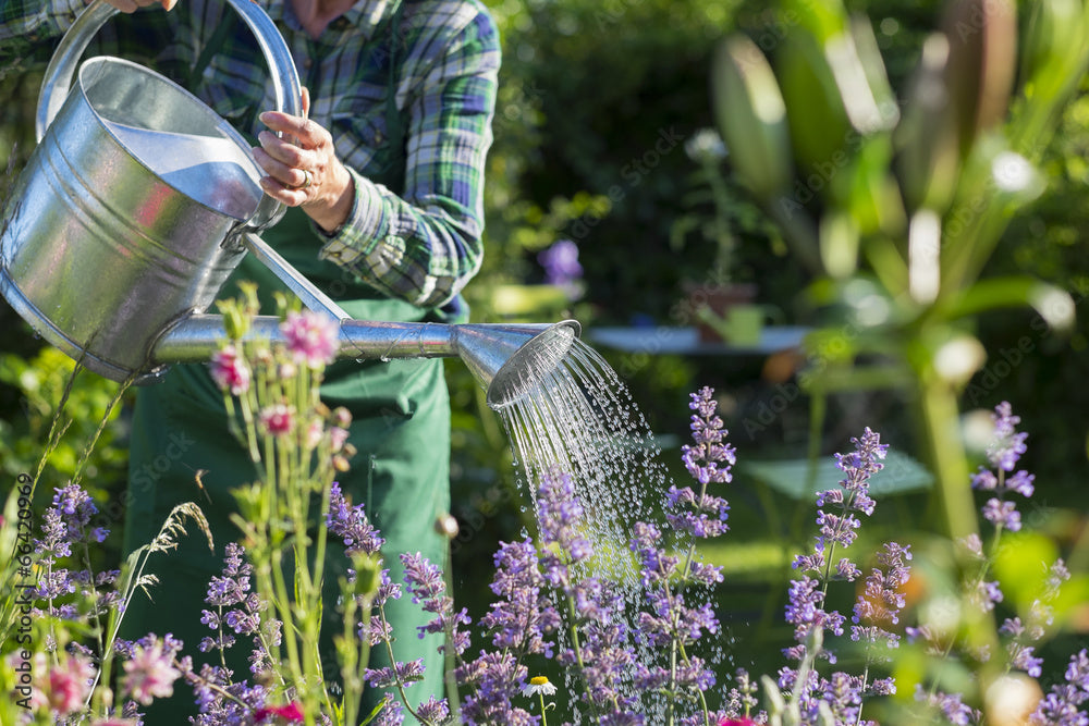 June: Monthly Gardening To-Do's