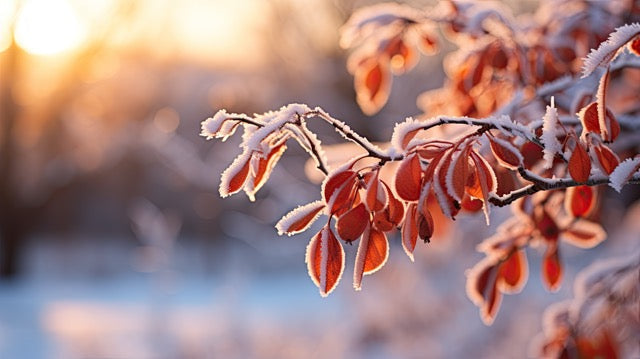 frozen snow garden 