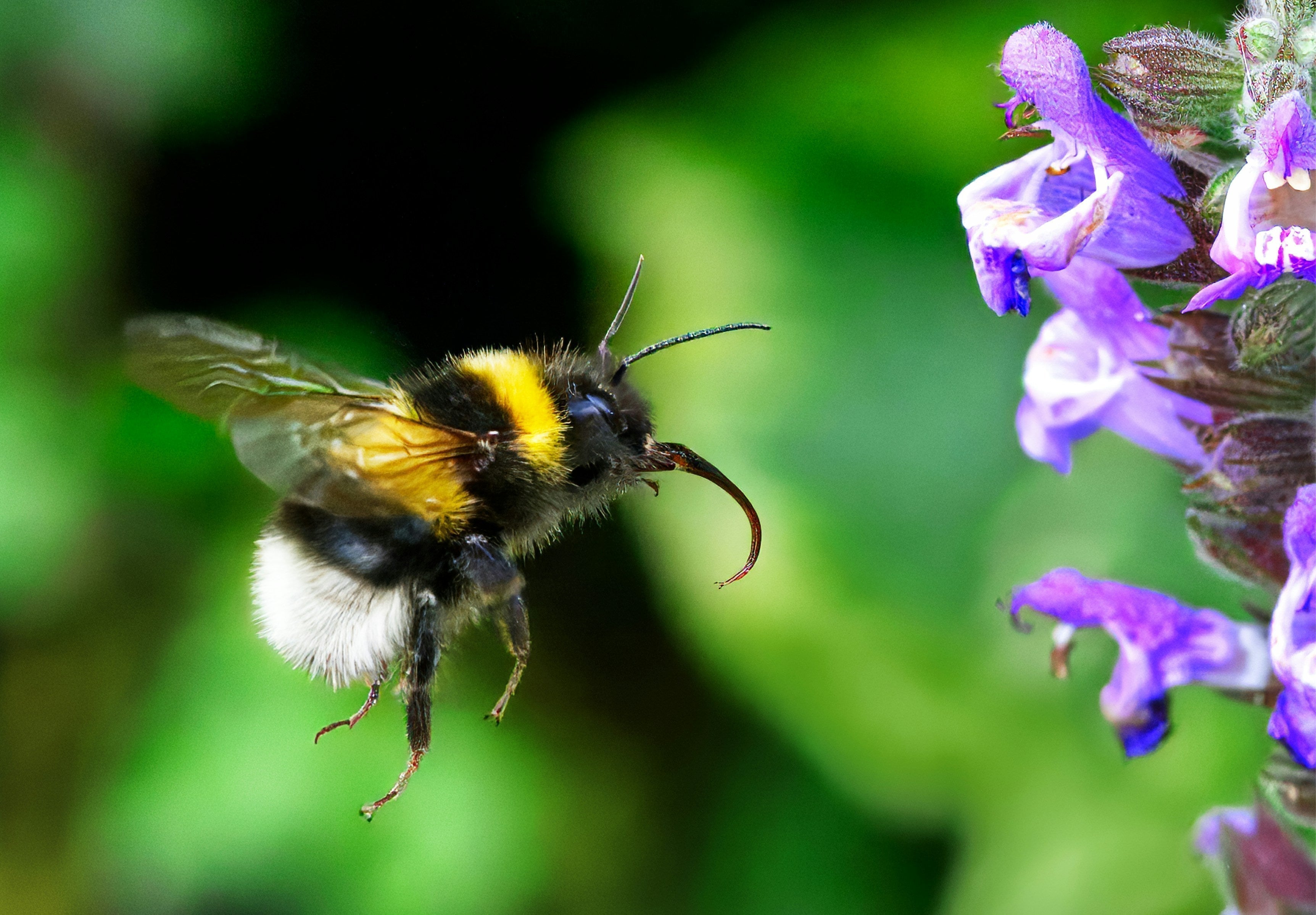 Welcoming Pollinators: Creating a Safe and Beautiful Bee-Friendly Garden