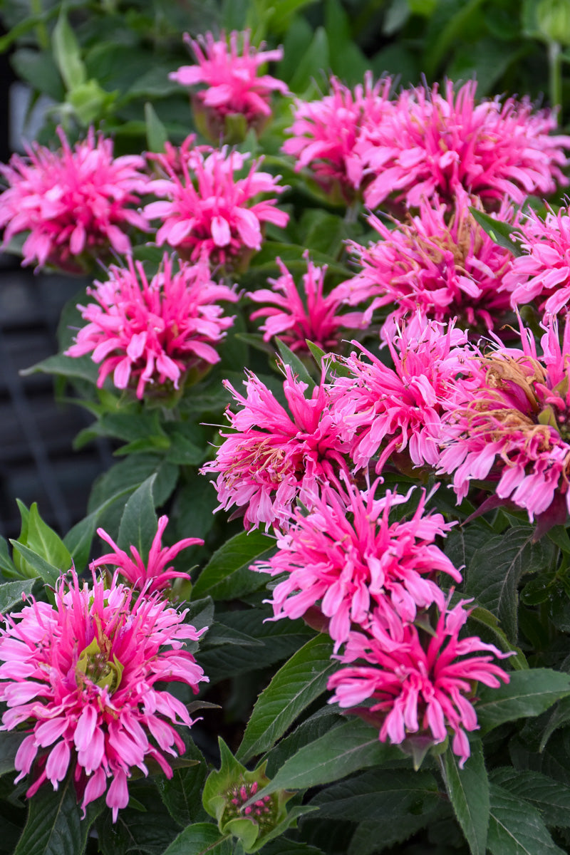 Native Plants