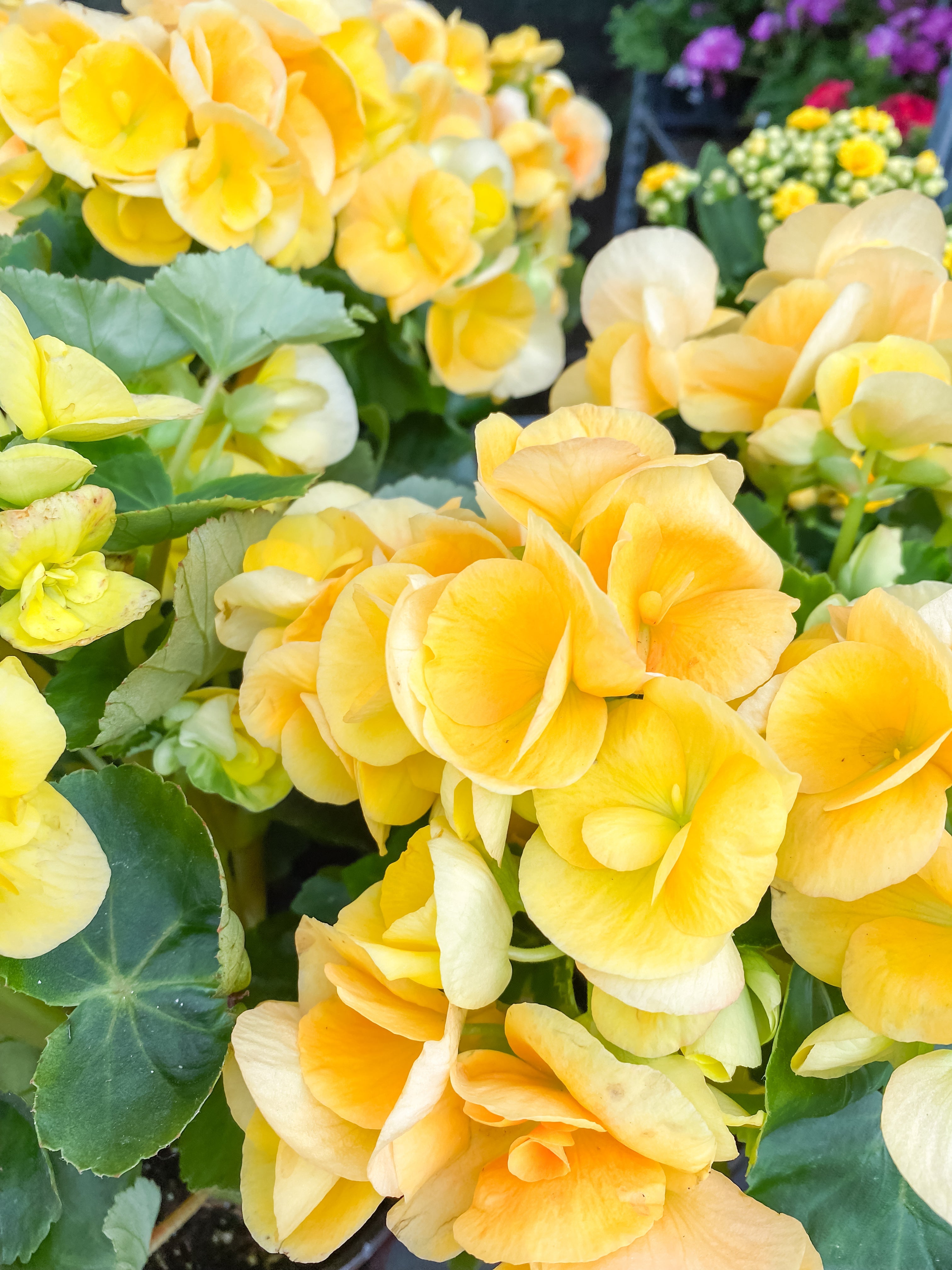 Annuals