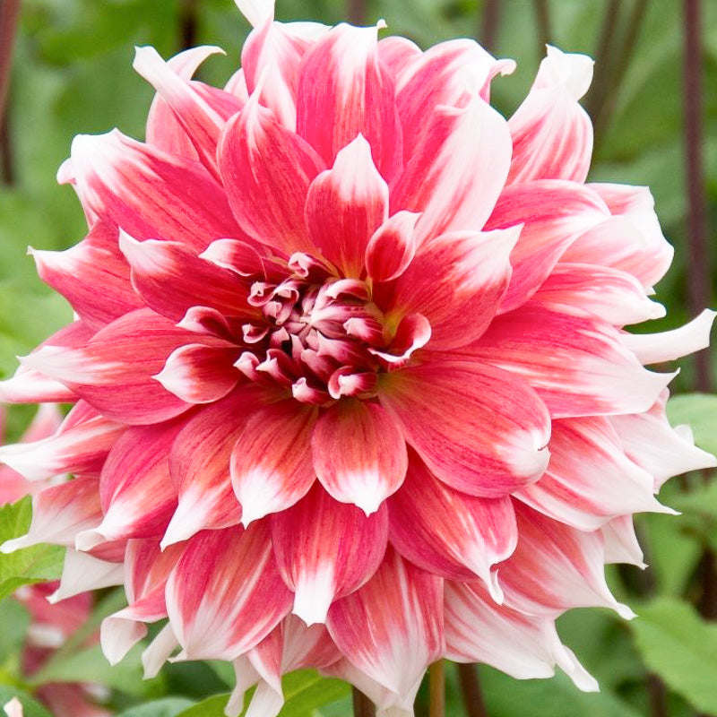 Summer Blooming Bulbs