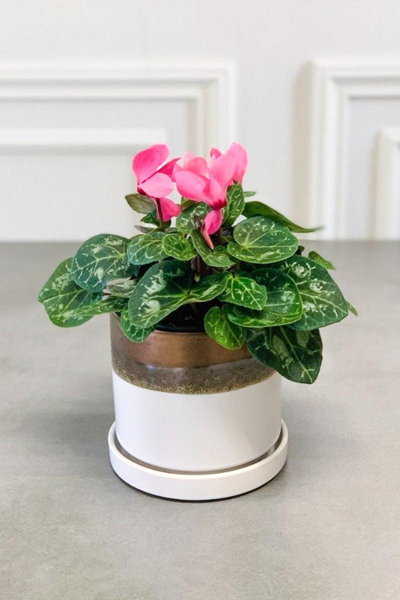 Flowering Indoor Plants