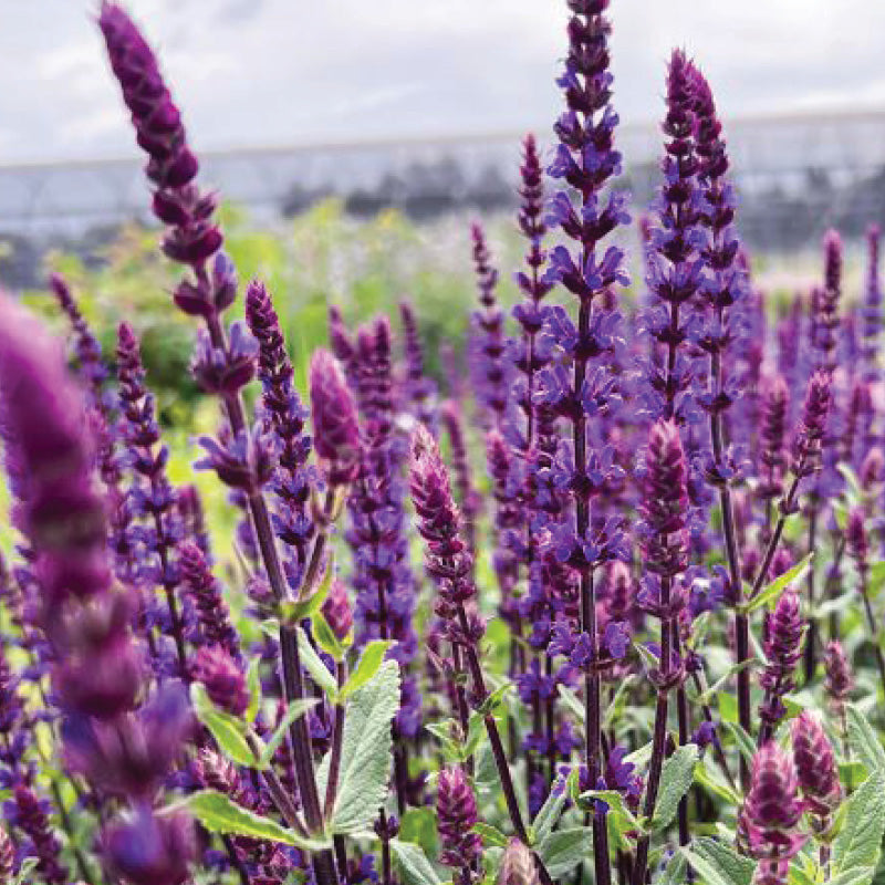 Salvia