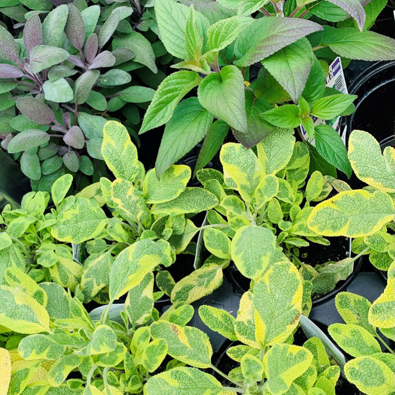 Vegetables & Herbs