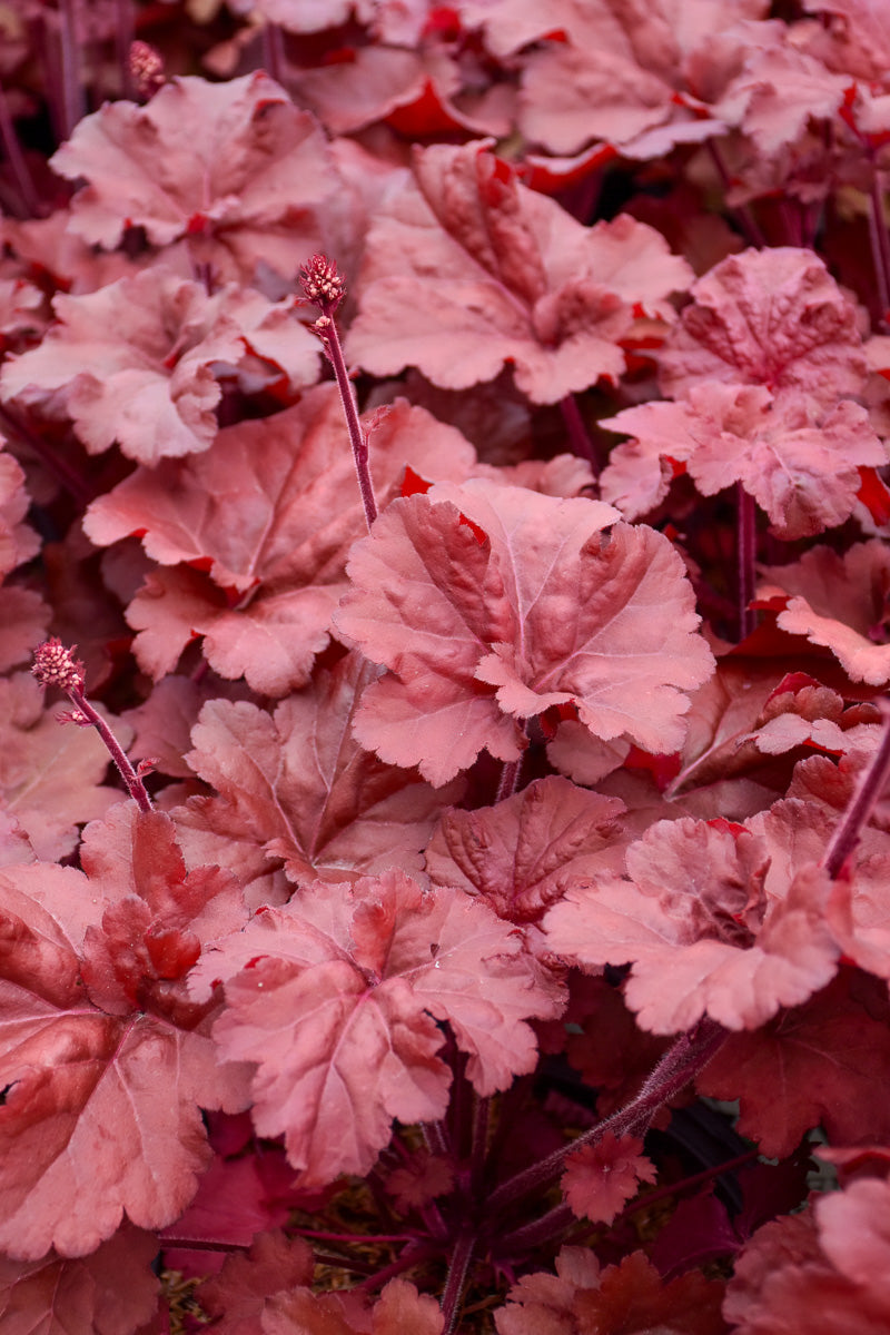 Coral Bells