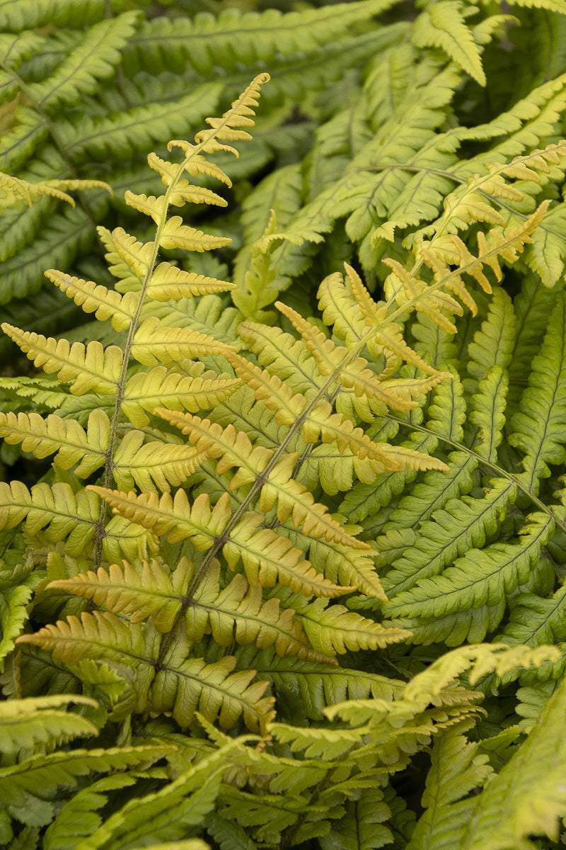 Shade Tolerant Plants