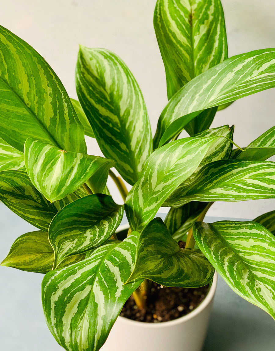 Chinese Evergreen