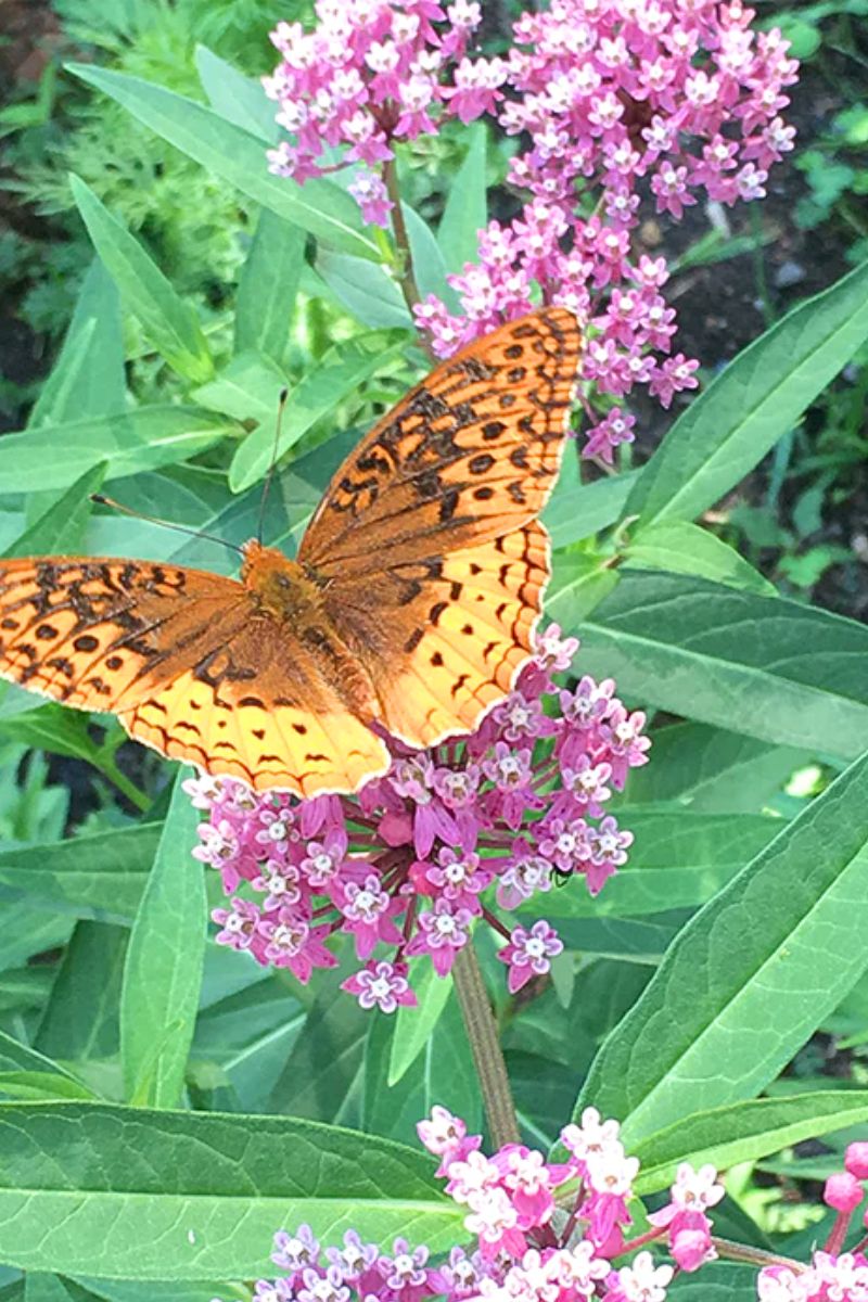 Plants for Pollinator Gardens
