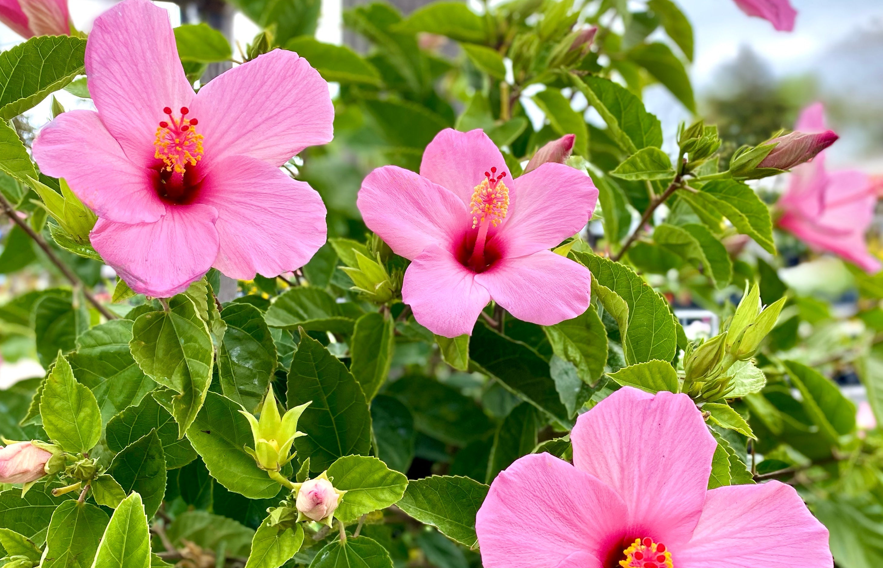 Tropical Plants