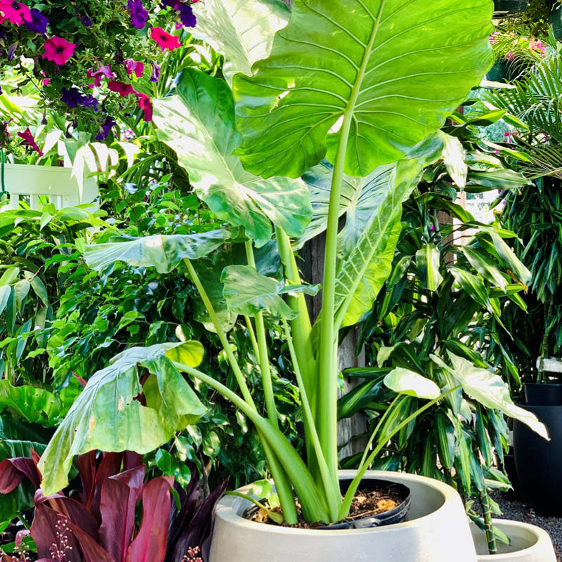 Patio Plants