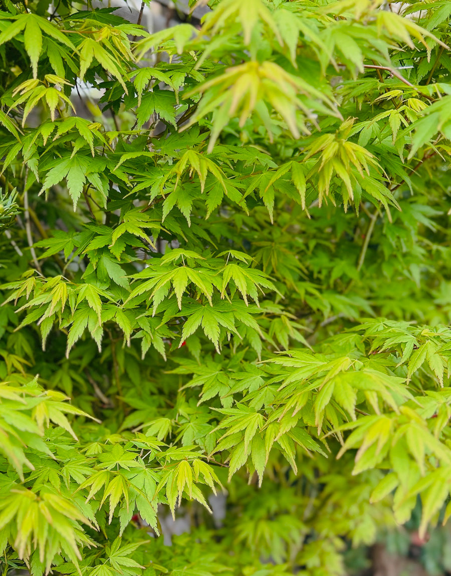 Ornamental Trees