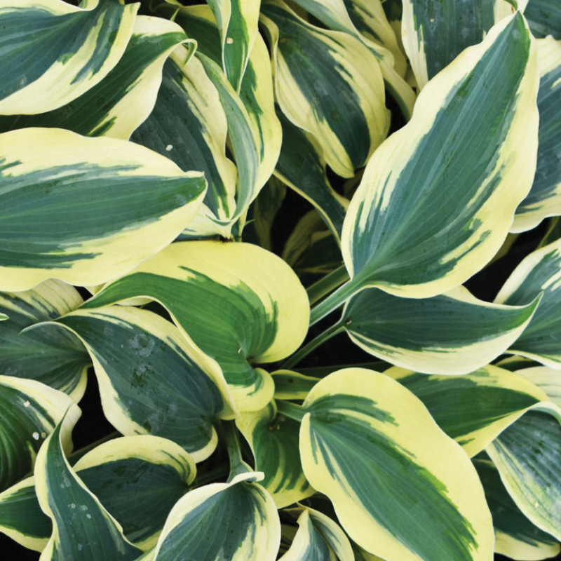 Hostas