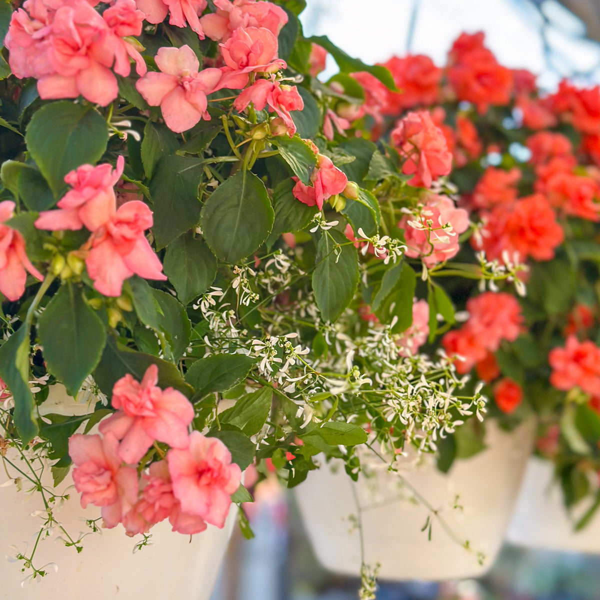 Outdoor Hanging Baskets