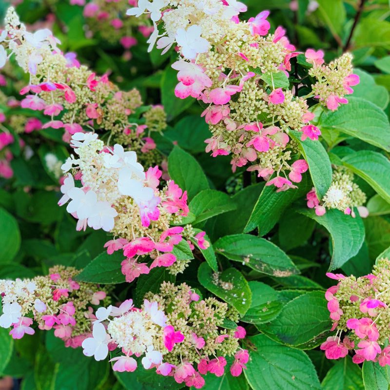 Hydrangeas