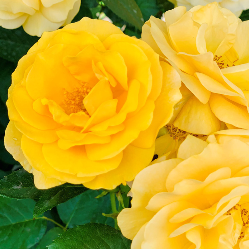 Roses