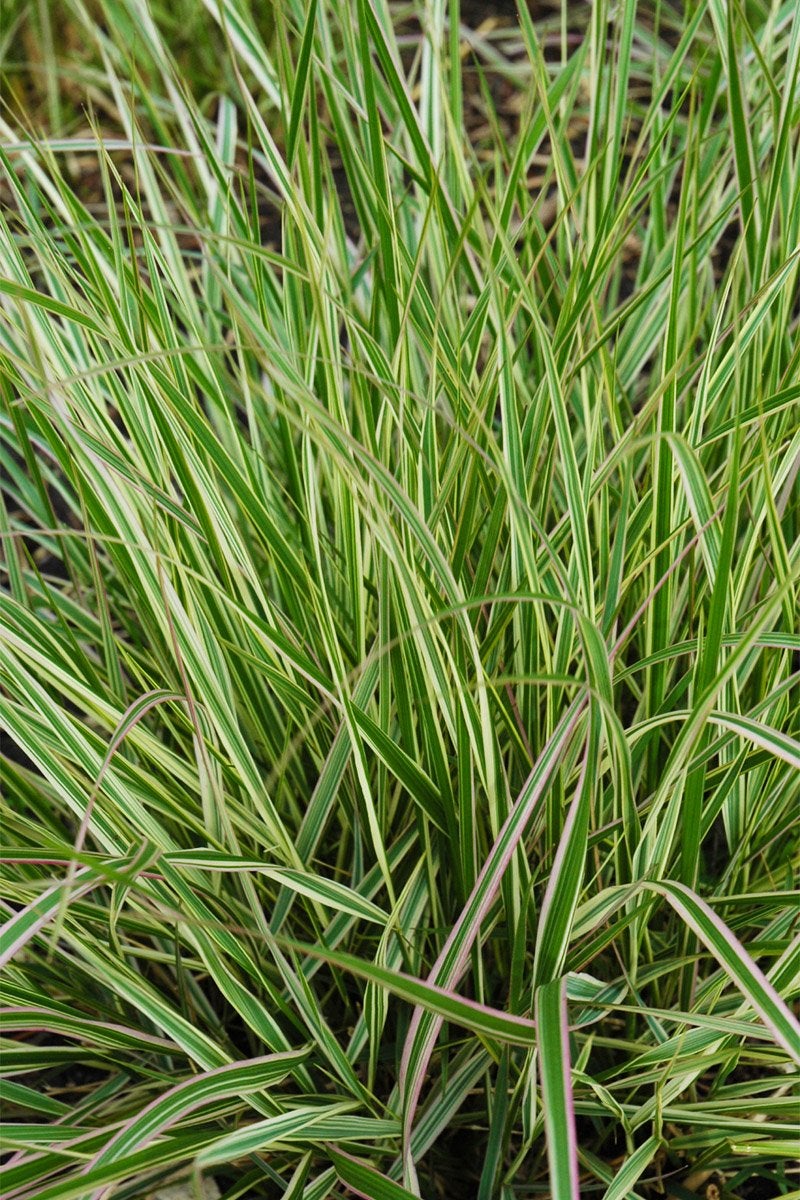 Ornamental Grasses