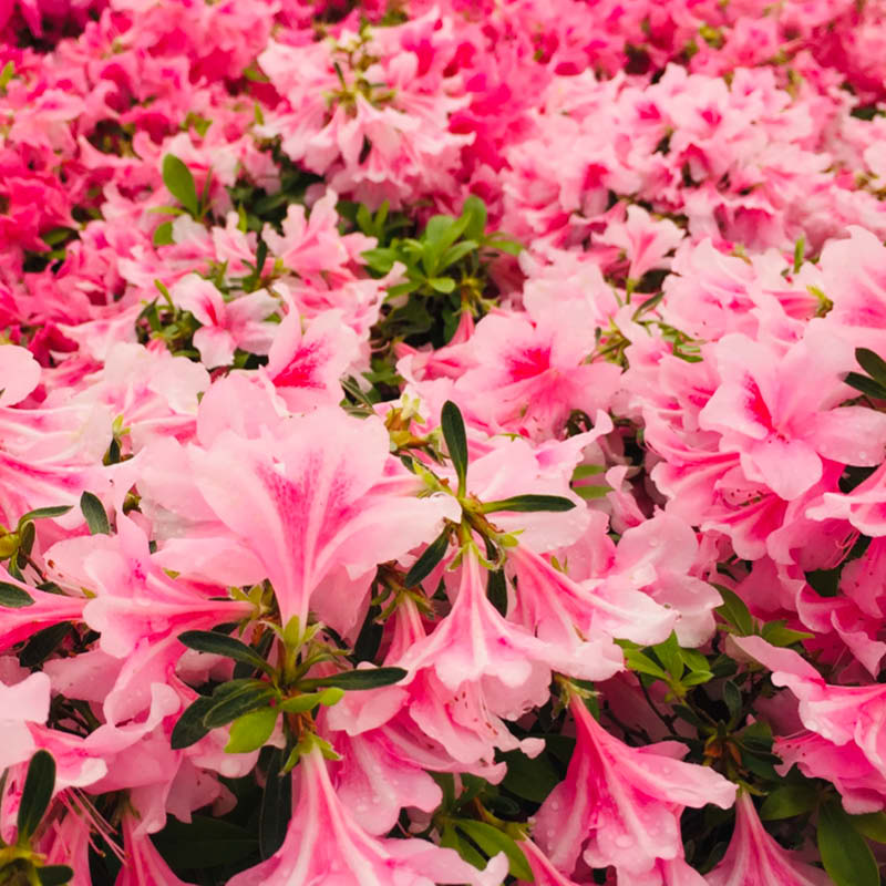 Farm Rhododendrons