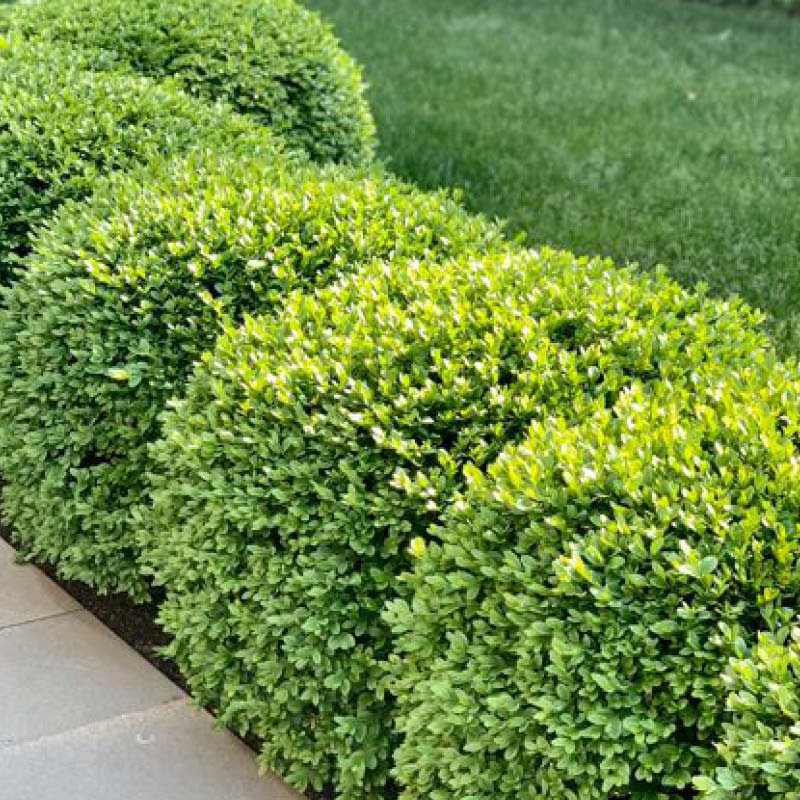 Farm Boxwood