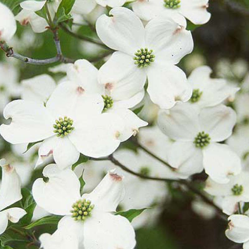 Farm Dogwood