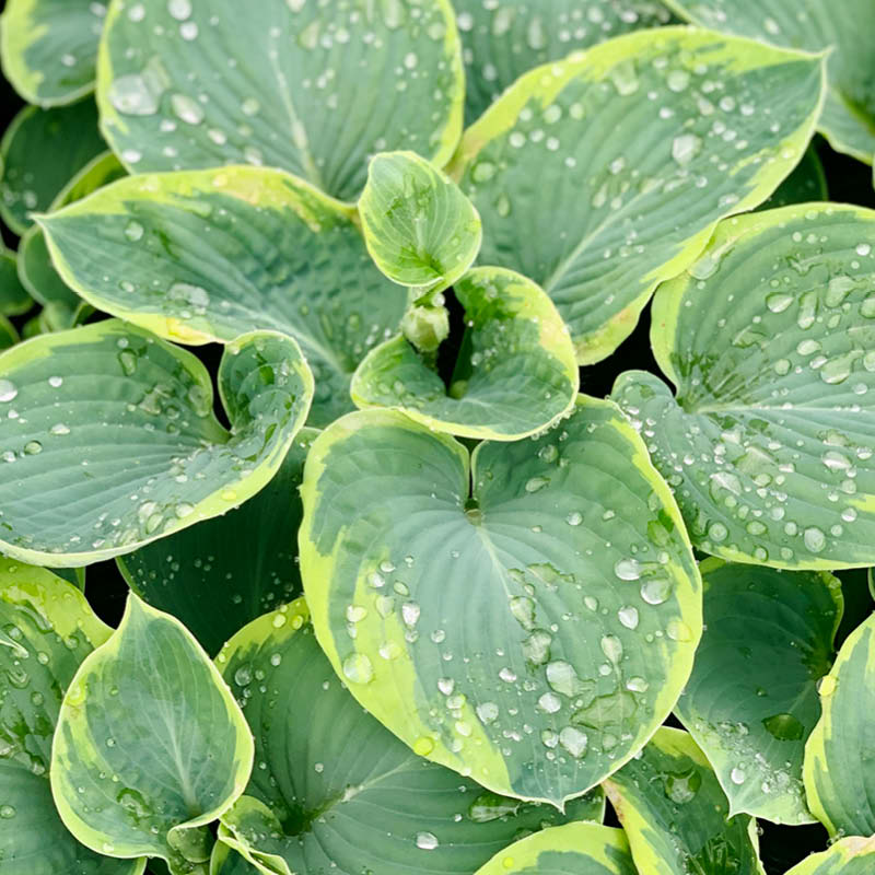 Farm Hosta