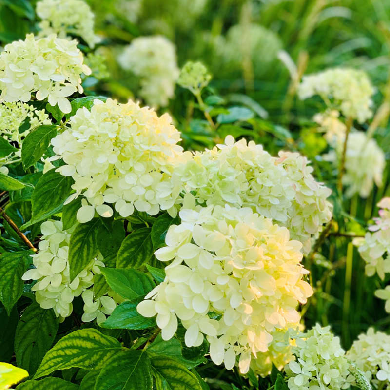 Farm Hydrangea