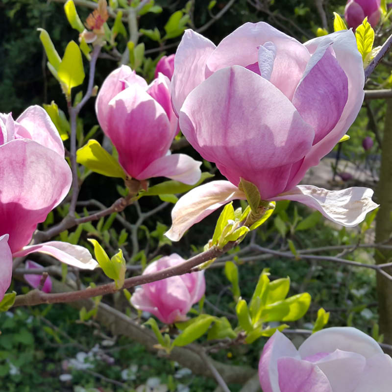 Farm Ornamental Trees