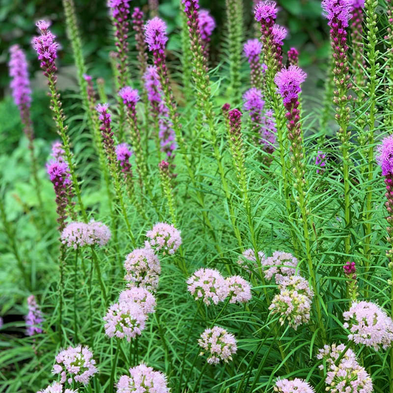 Farm Perennials