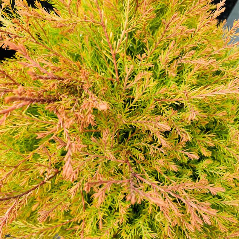 Farm Shrubs