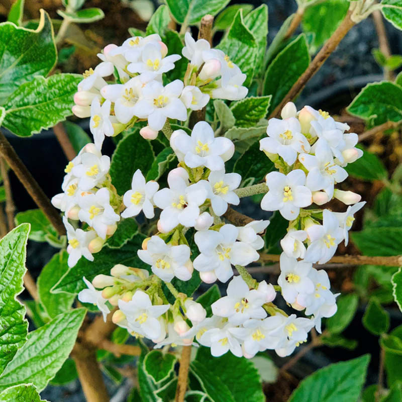 Farm Viburnum