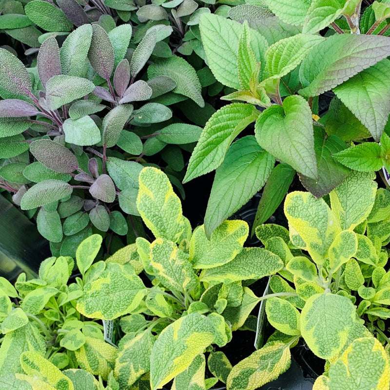 Herbs