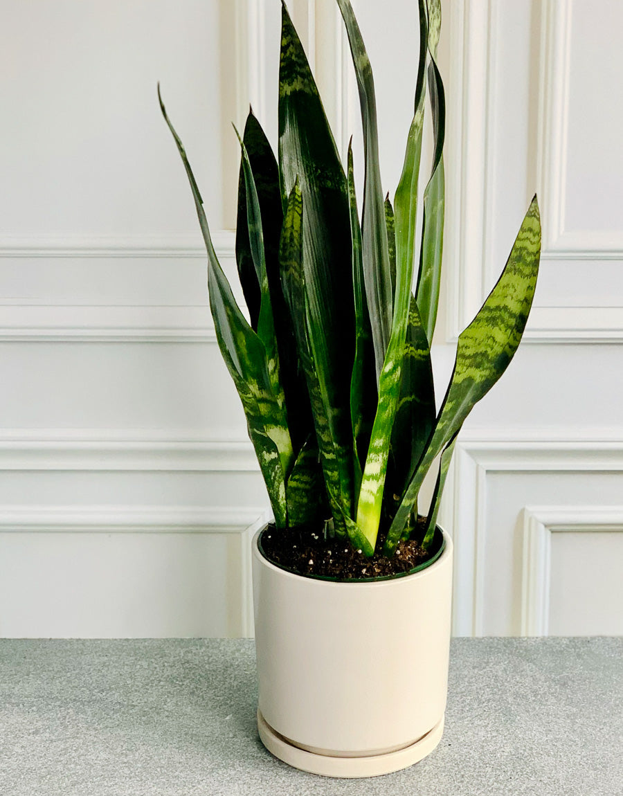 Air-Purifying Indoor Plants