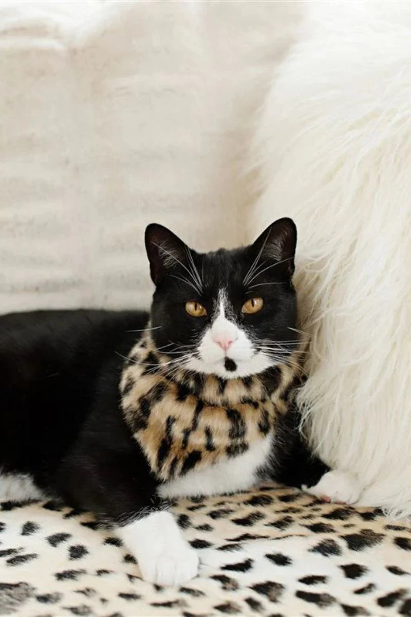 Pet Apparel