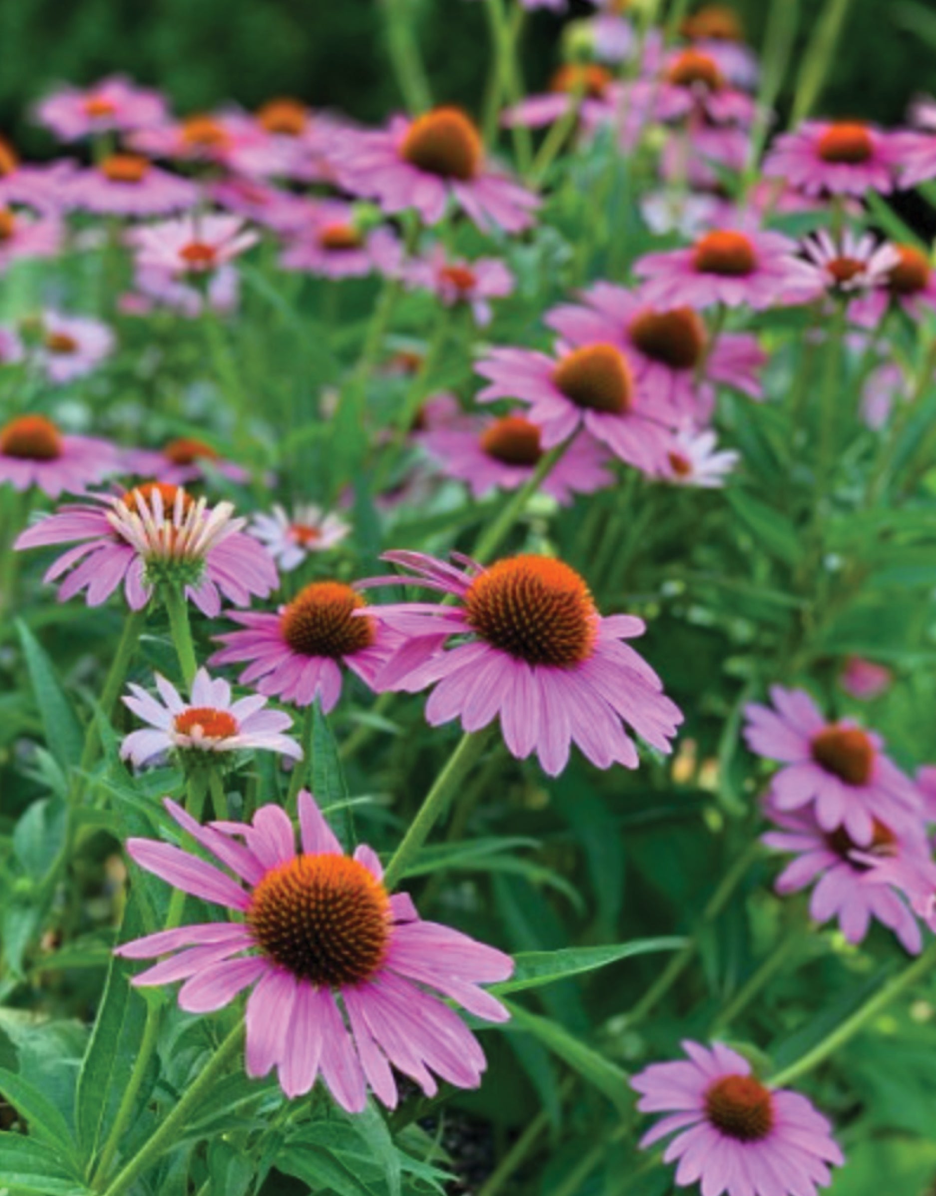 New Price Drop Outdoor Plants