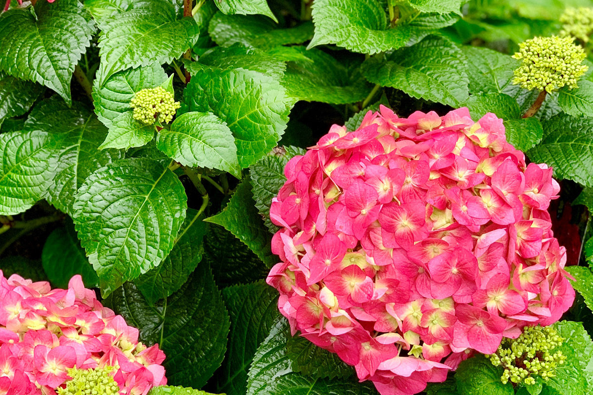 Chaletnurserys Chicago outdoor plant collection