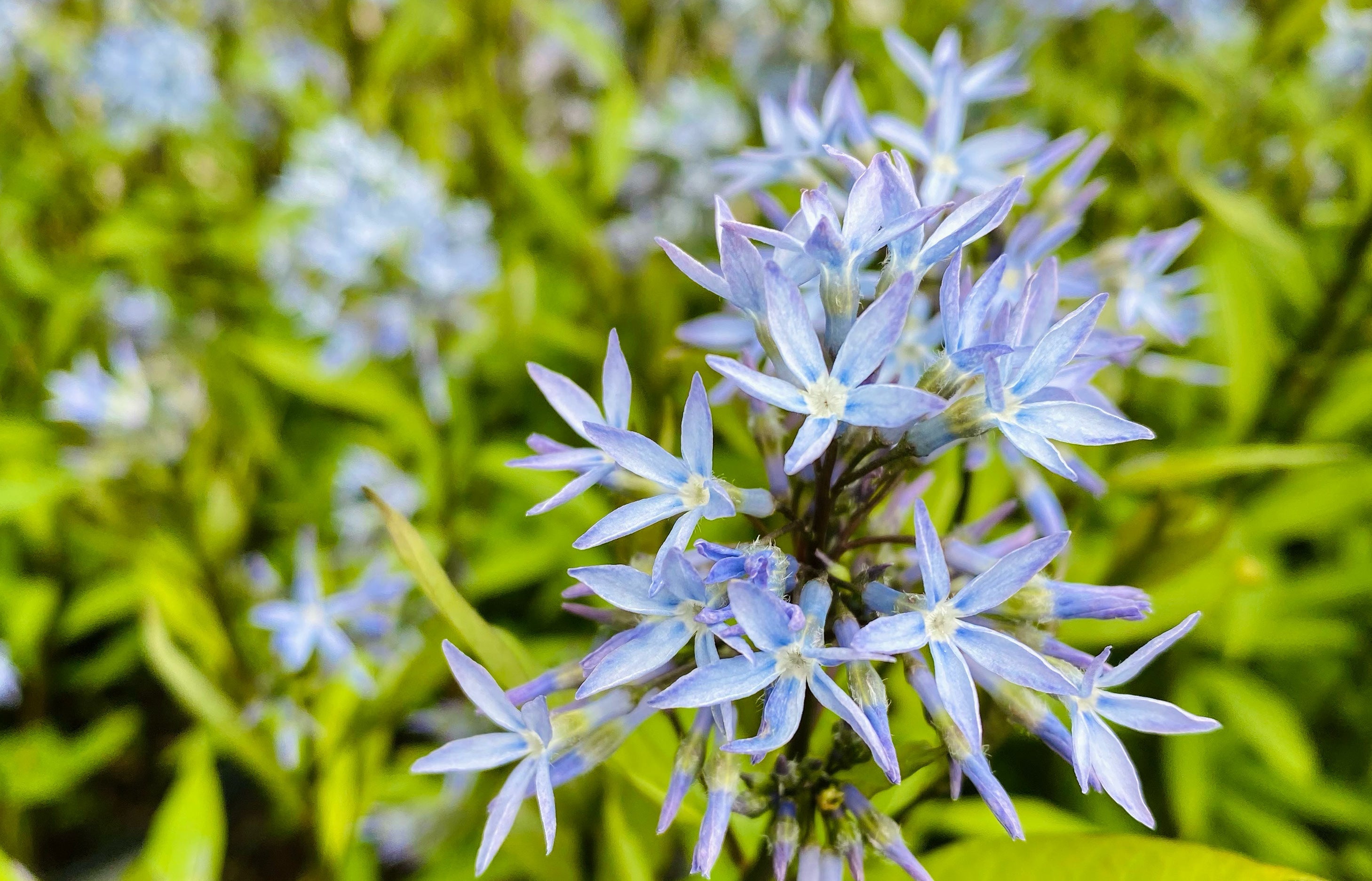 Perennials