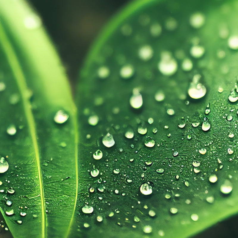Sprinklers, Hoses + Watering Cans