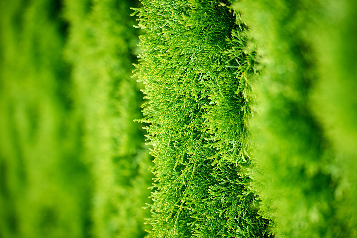 Evergreens
