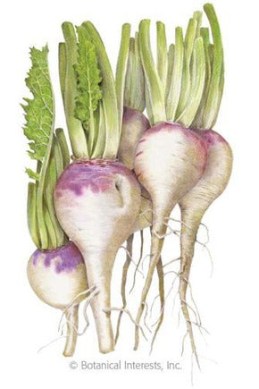 Botanical Interests Purple Top White Globe Turnip Organic Seeds