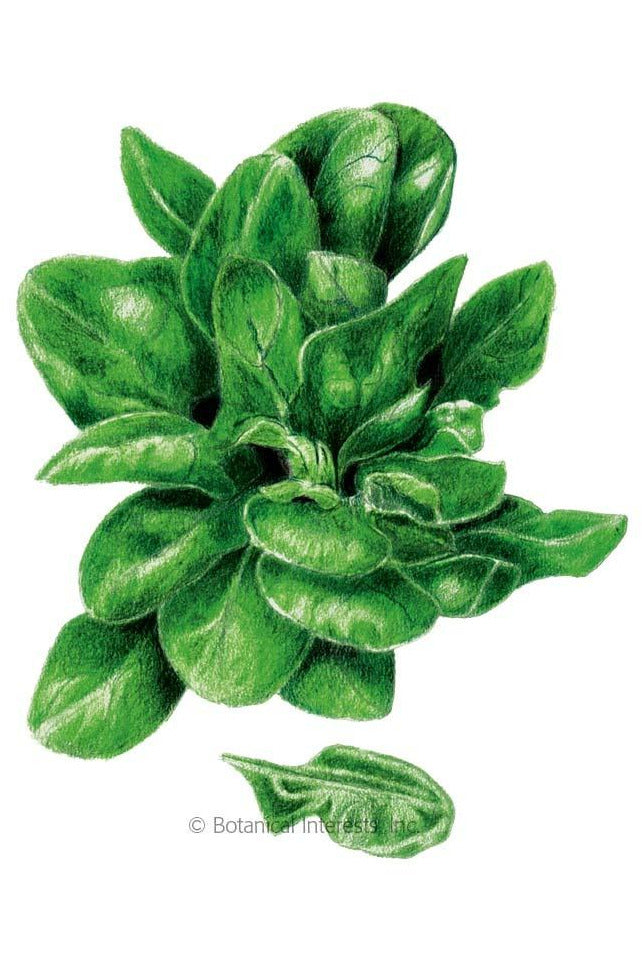 Botanical Interests Matador Spinach Seeds