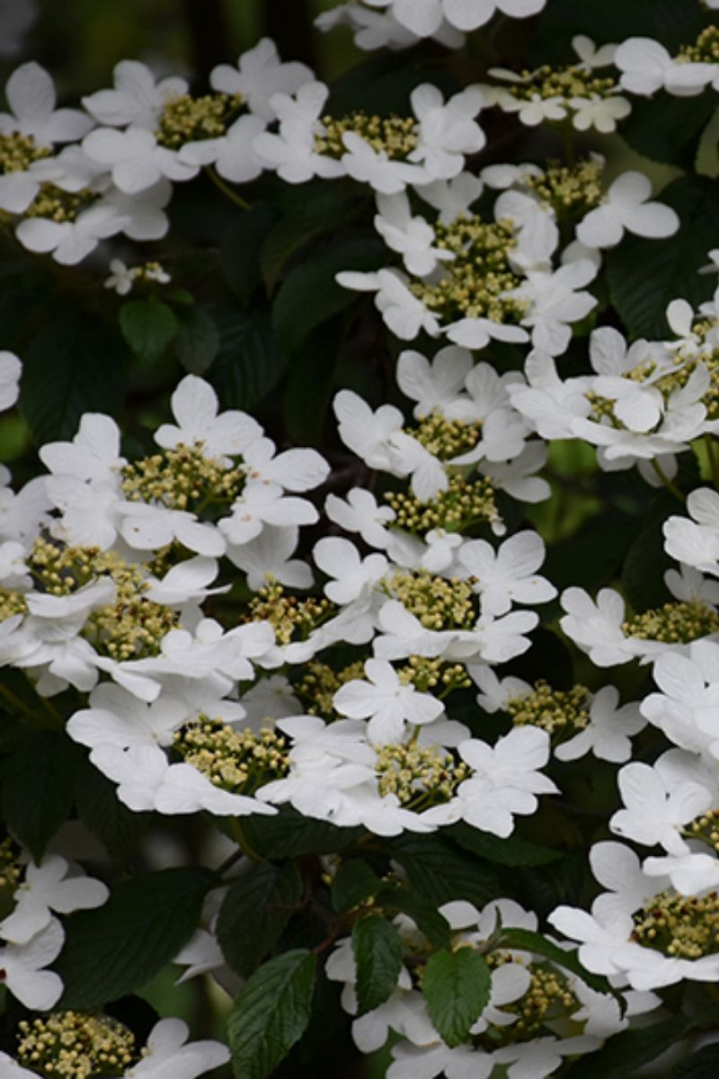 Viburnum, Doublefile Summer Snowflake